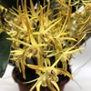 dendrobium Hilda Poxon 